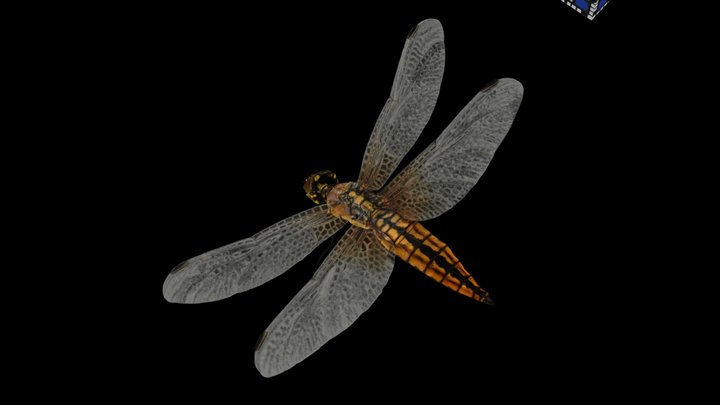 CC0 ハラビロトンボ ♀ Wide-bellied Skimmer