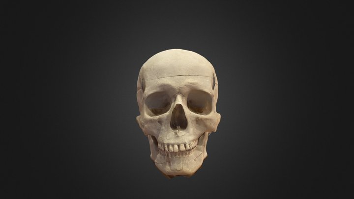 Modèle photogrammétrique d'un crâne 3D Model