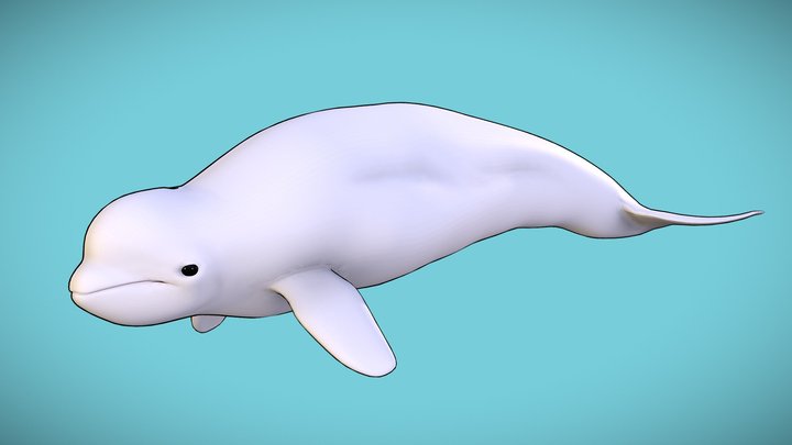 Beluga Whale 3D Model