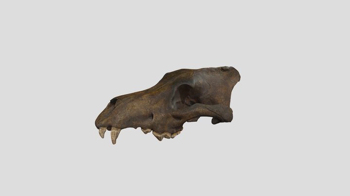 Dire Wolf Skull 3D Model
