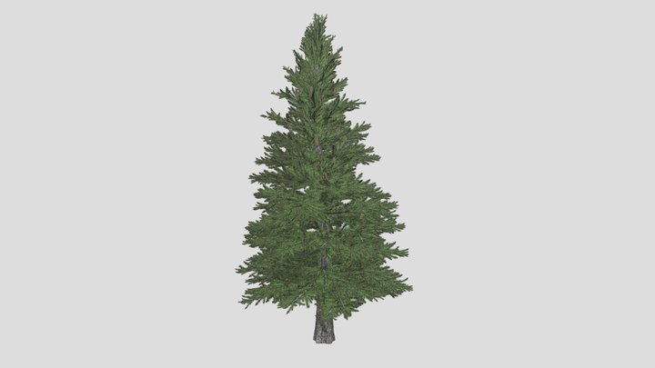Norway Spruce Tree 3D Model