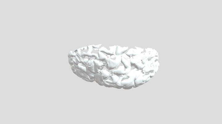 brain scanned 3D Model