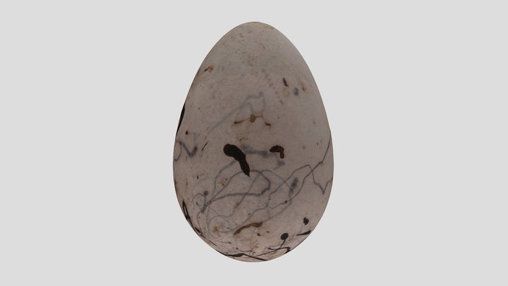 YPM ORN.145789b Bird egg, Boat-tailed Grackle