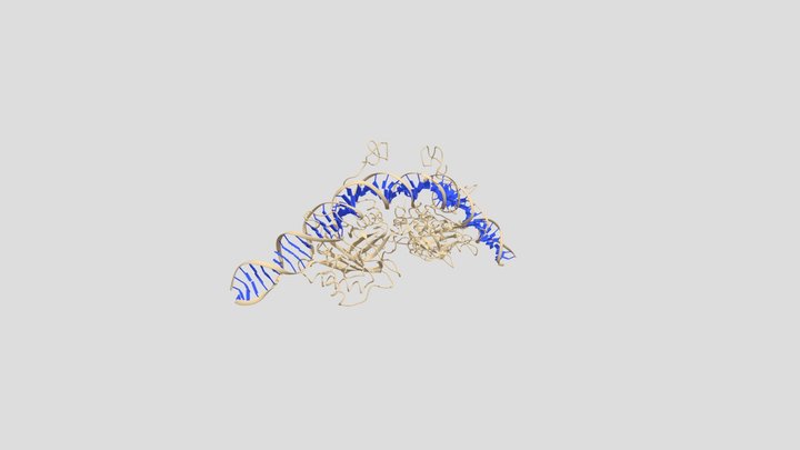 DNA 3D Model