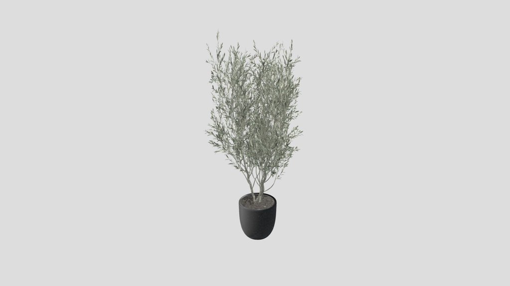 Olive Tree