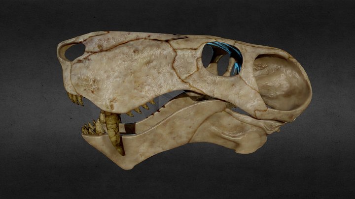 Gorgonopsid (Inostrancevia) 3D Model