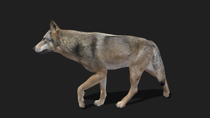 WOLF - Realistic 3D Model (DEMO FREE)