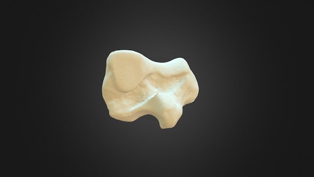 1310002 Intermediate Carpal Left 3D Model
