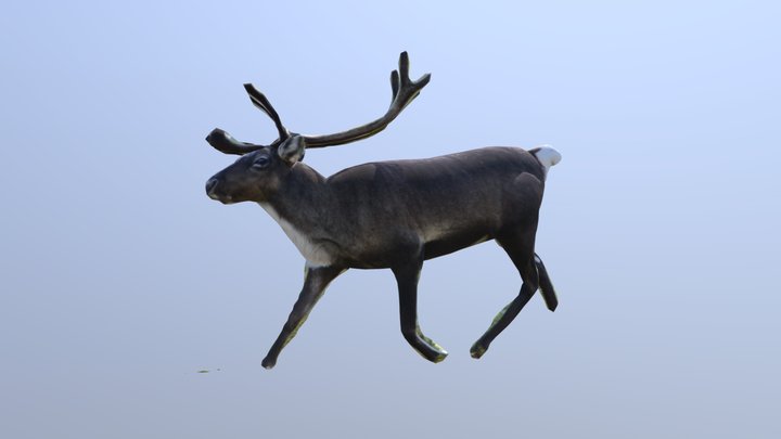 3December 8: Reindeer 3D Model