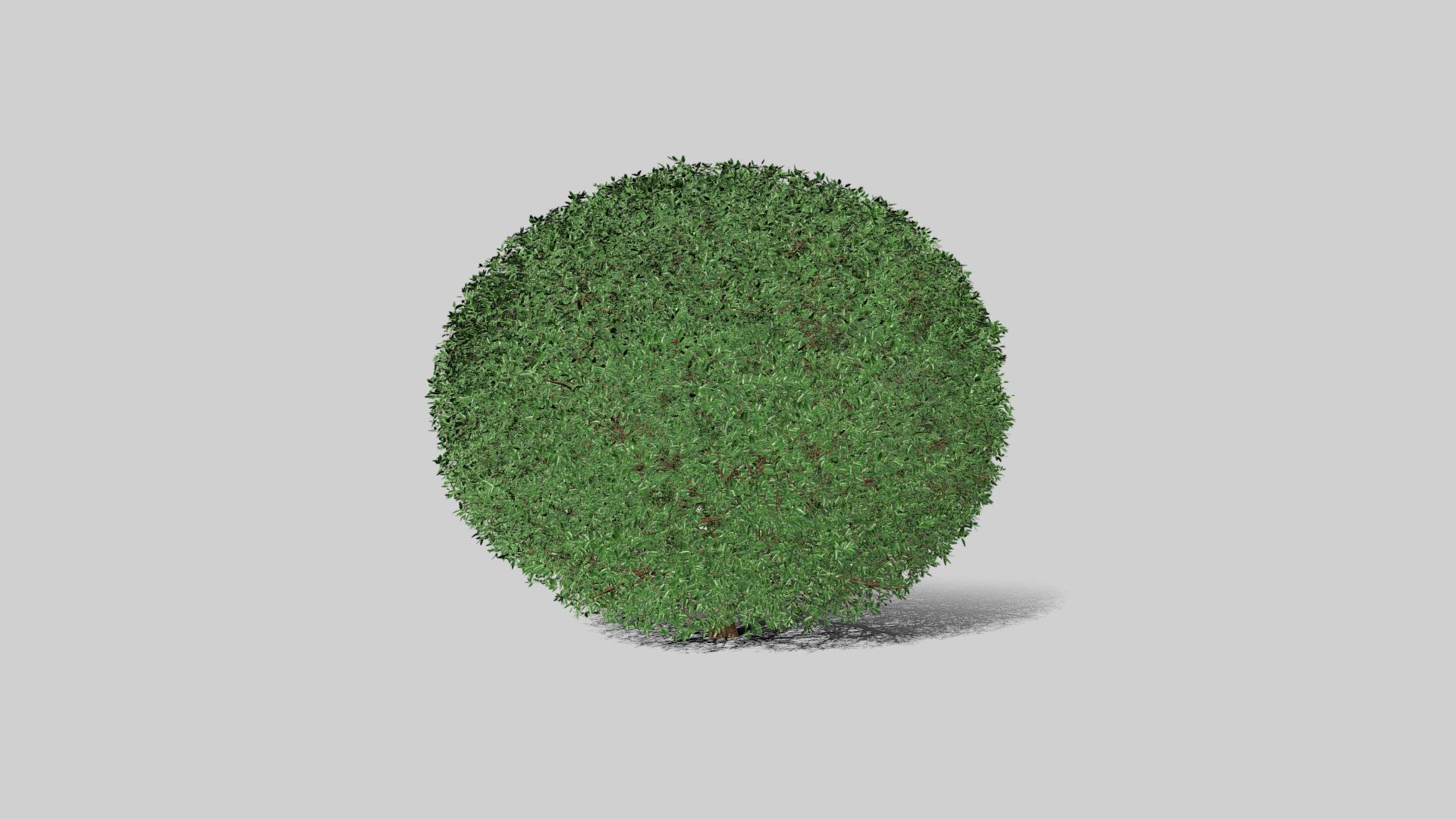 Bush - 3D model by alesya3d [0e952c3] - Sketchfab