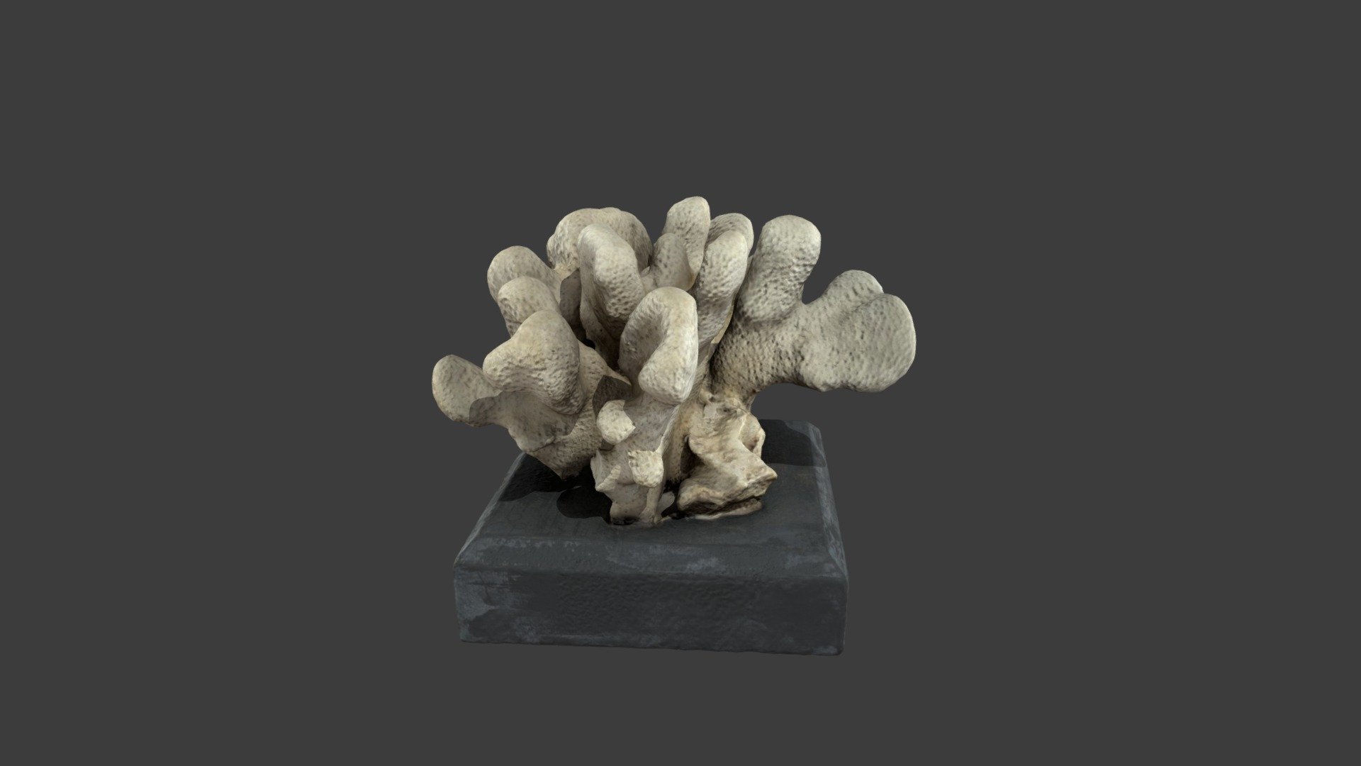 Sideropora mordax