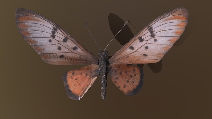 Yellow Coster (Acraea issoria) ヘリグロホソチョウ – Free 3D Model STL