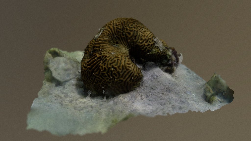 Brain Coral - Platygyra daedalea