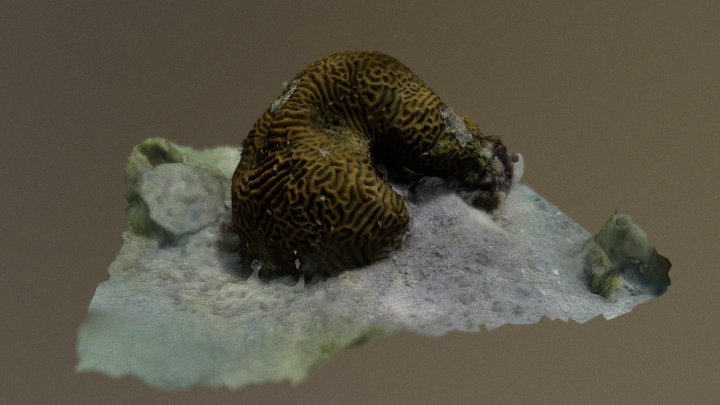 Brain Coral - Platygyra daedalea 3D Model