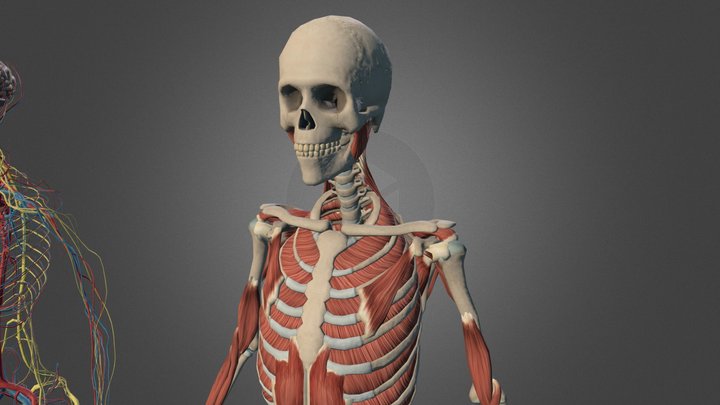 Anatomy 3D Model