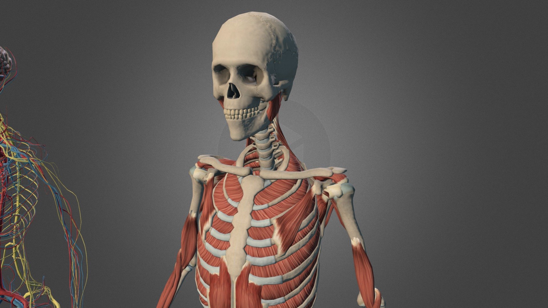 Un modèle anatomique humain à télécharger pour ZBrush