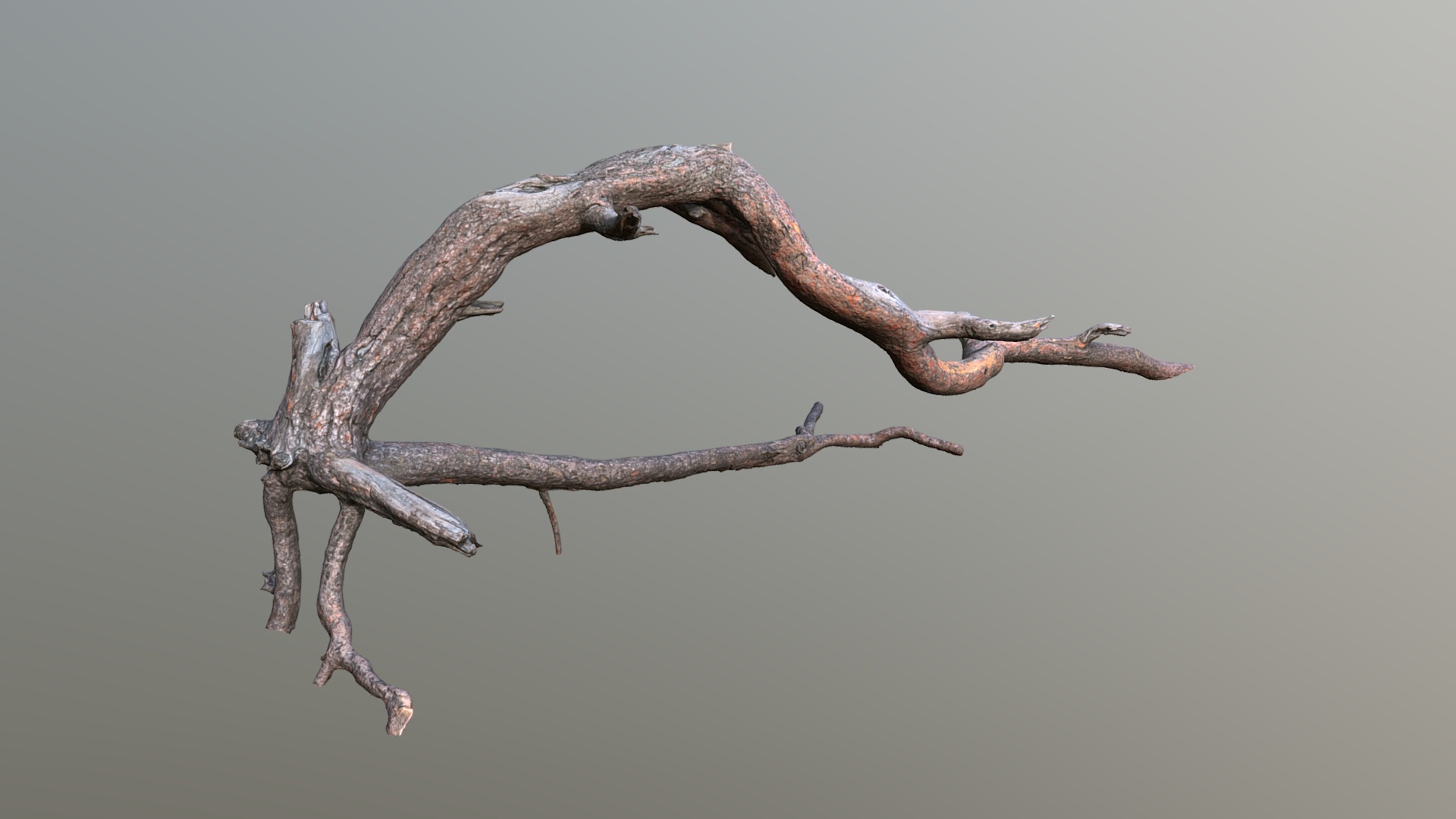 3D model Dead tree 3d scan (SNA0003) - This is a 3D model of the Dead tree 3d scan (SNA0003). The 3D model is about a tree branch with no leaves.