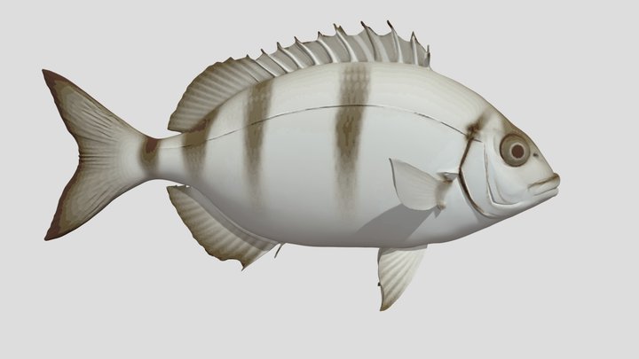 White Seabream/Sargo Fish (Diplodus sargus) – Modello 3D gratuito STL