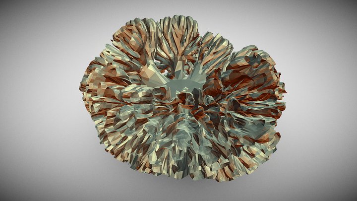 Coral 3D Model