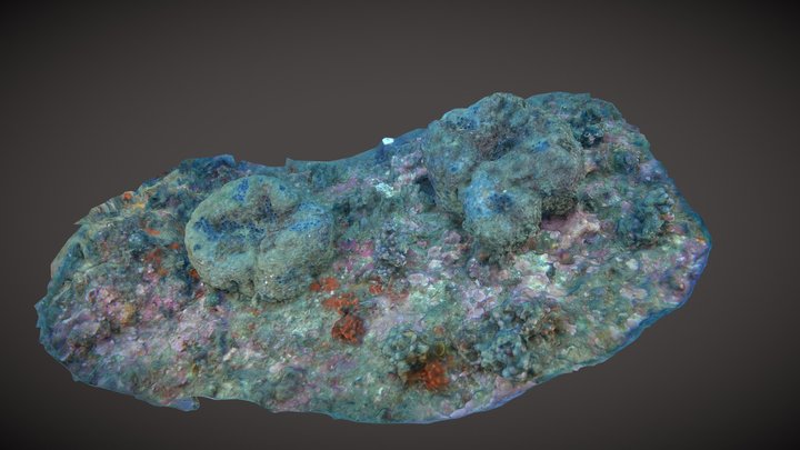 Sarcotragus foetidus, from pictures to biomass 3D Model