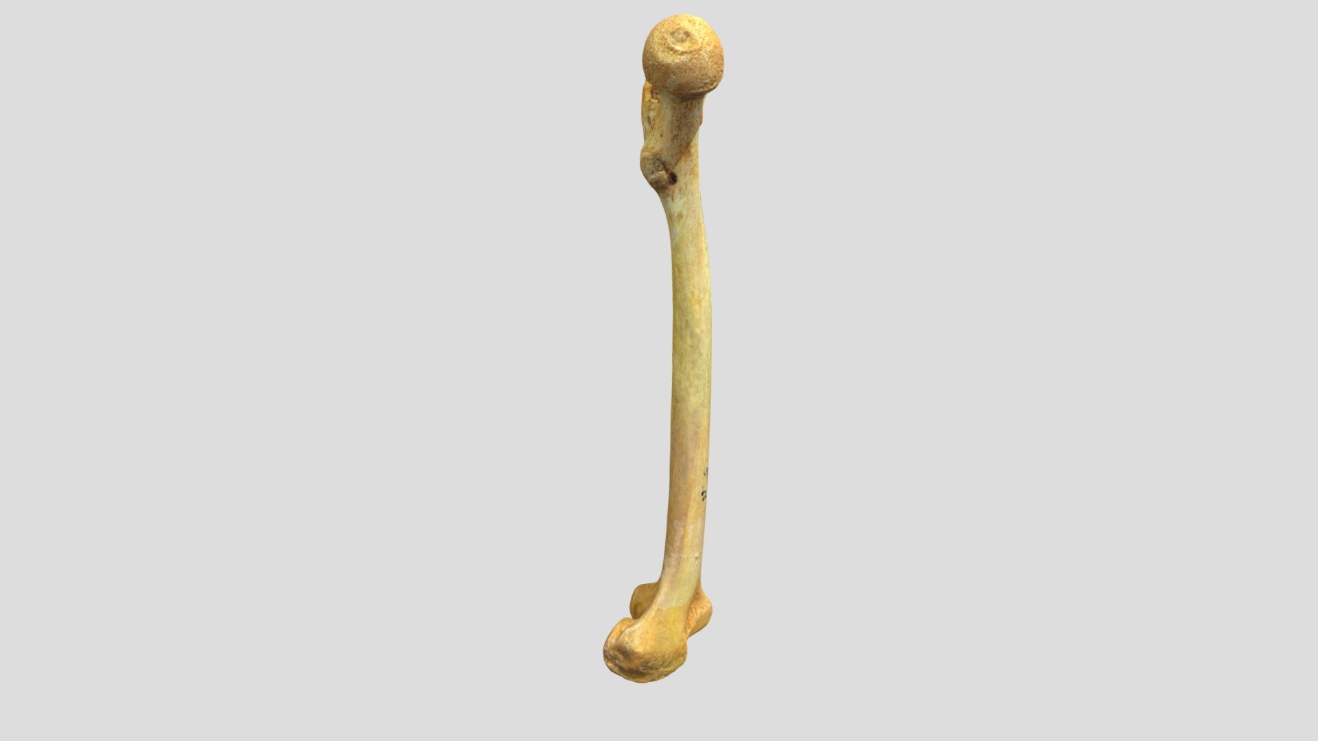 Human Femur 3D Model (AI based Photography) - 3D model by Gizem Serpil ...
