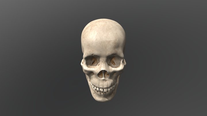 Human Skull 3D Model