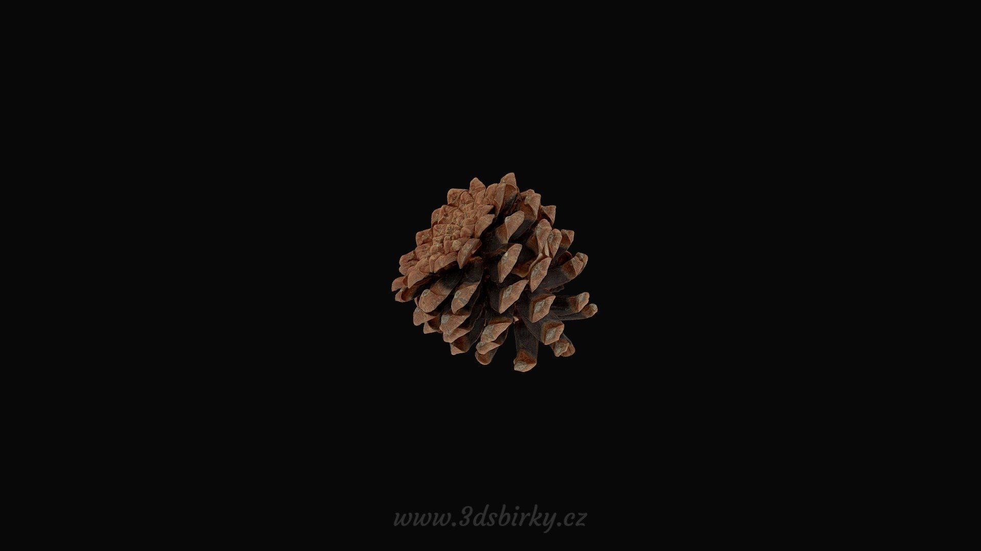 Pinus Mugo - Borovice kleč — Sketchfab embed 3D viewer