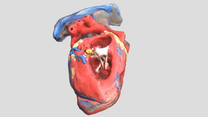 Annotated vessels of model heart 3D Model