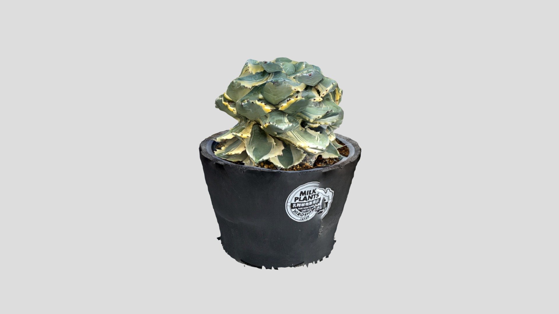 Agave