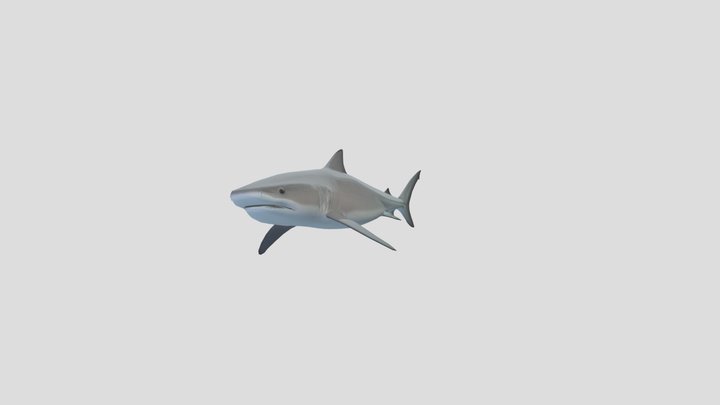 Low-poly Tiger Shark (Galeocerdo Cuvier) – Modelo 3D gratuito STL