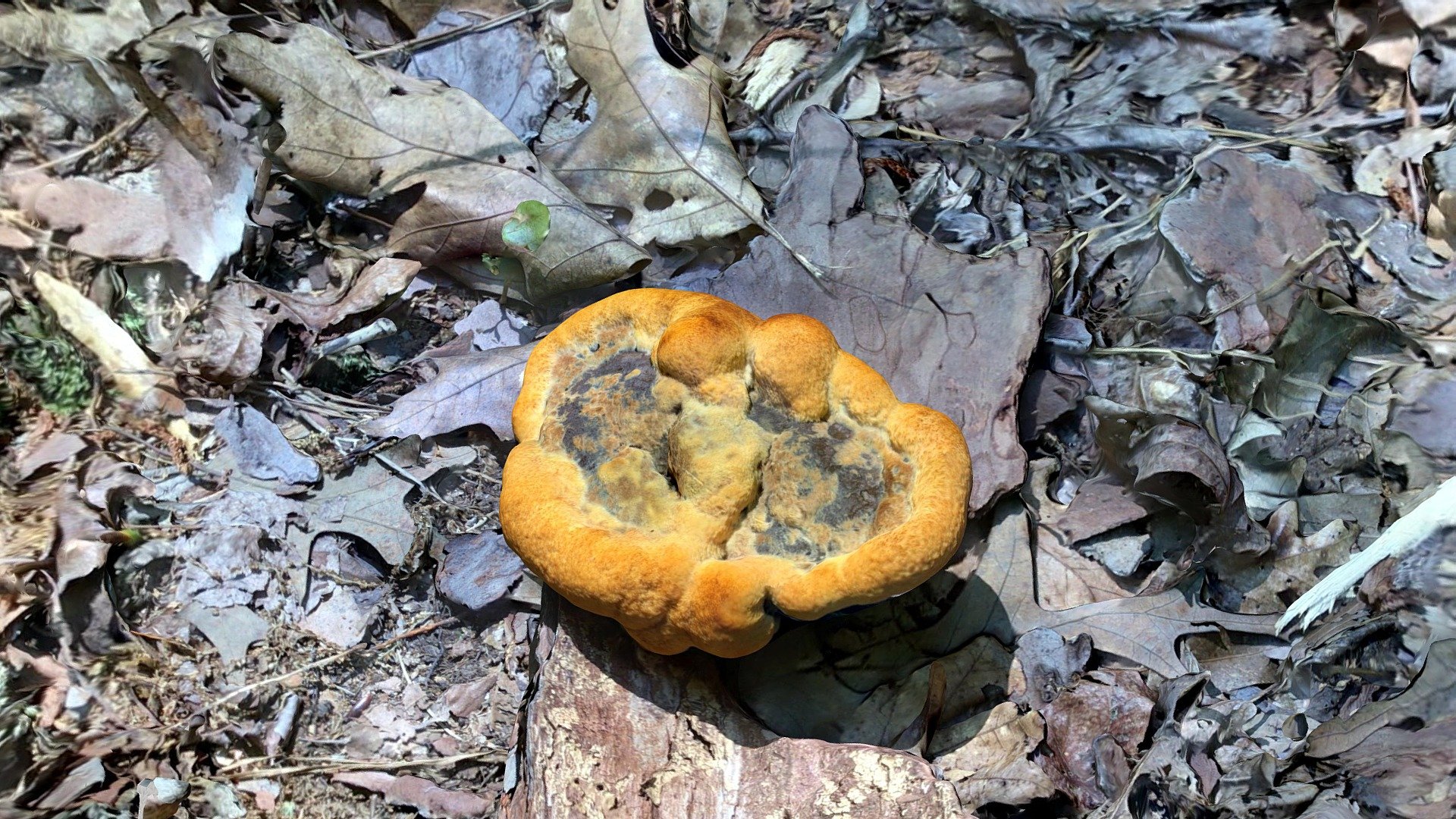 Orange fungus
