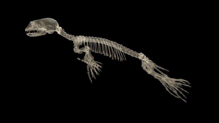 Grey seal (Halichoerus grypus) Pup - Xray 3D Model