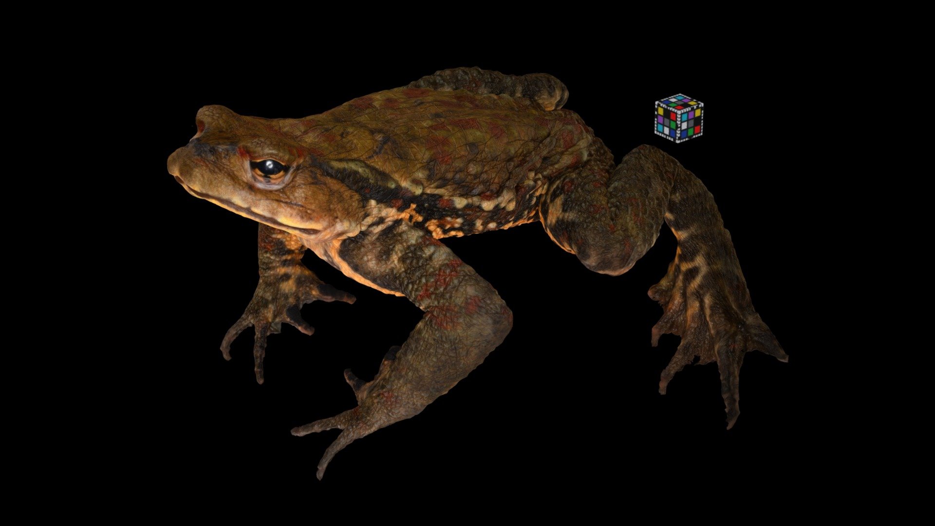 ナガレヒキガエル ♂ Stream Toad, Bufo torrenticola