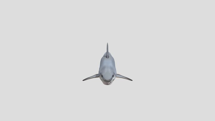 Shortfin mako shark 3D Model