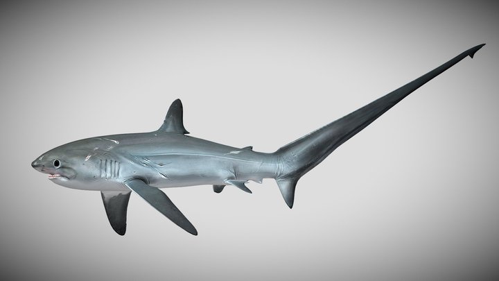 Alopias vulpinus – Kostenloses 3D-Modell STL