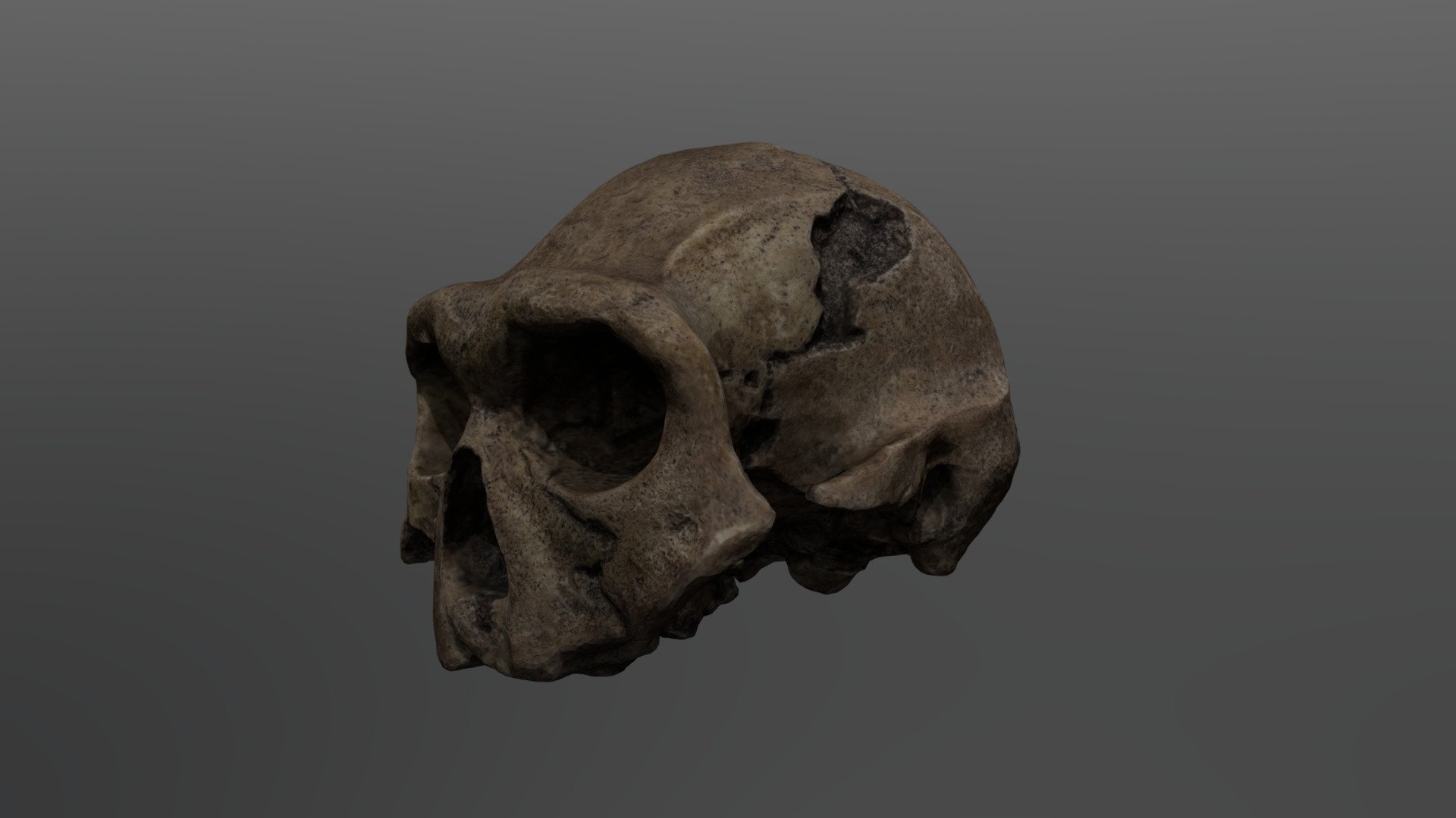 Homo erectus Cranium (Dmanisi 4)