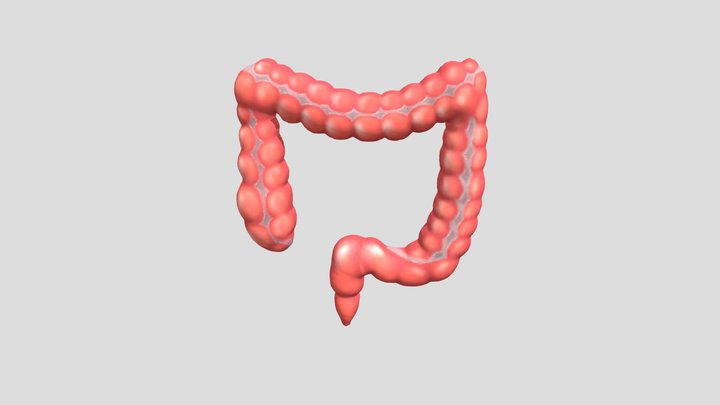 Usus Besar 3D Model