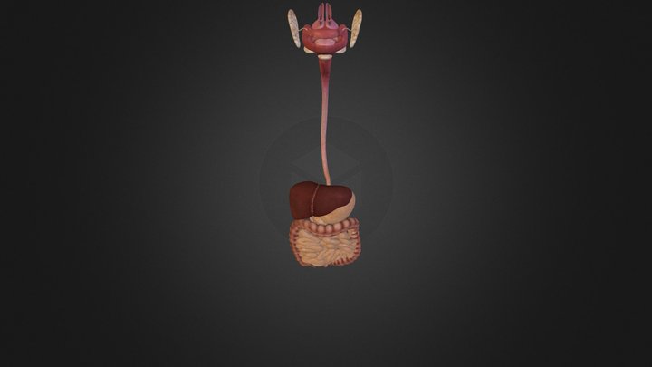 Digestive System 3D Model