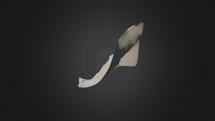 A Shoe 3D Model