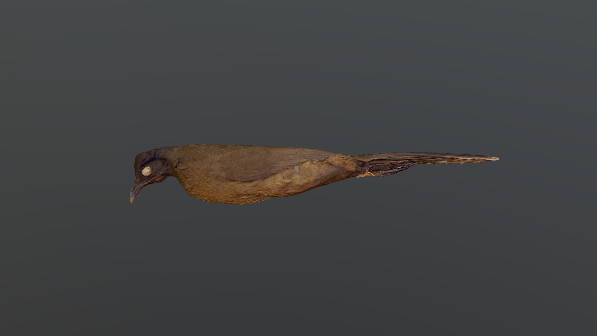 Plain Chachalaca - Ortalis vetula