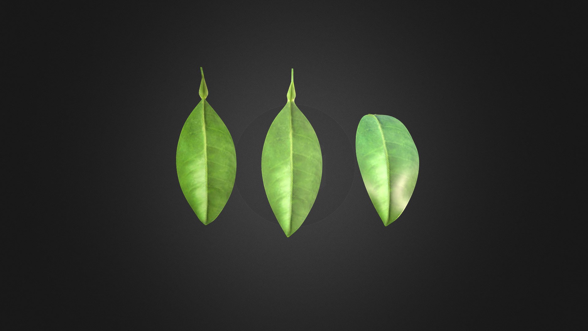 Lemon Leaf with texture - high poly - Lemon Leaf - Download Free 3D model b...