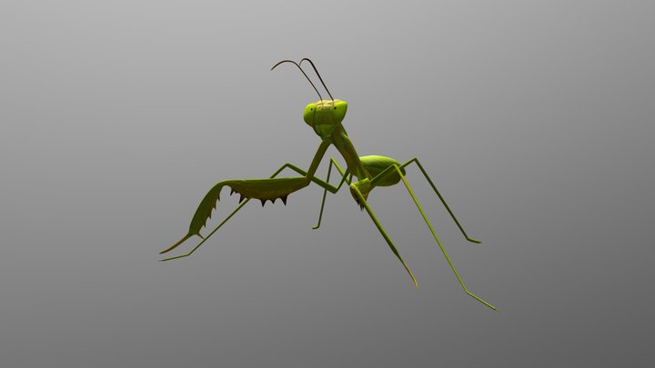Mantis 3D Model