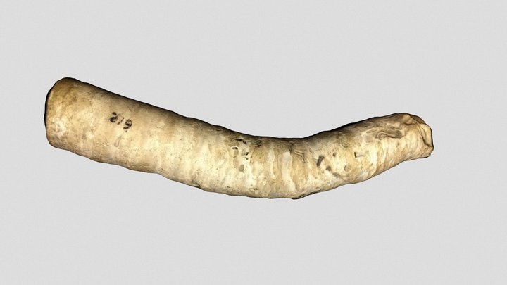 Fossil 12 3D Model