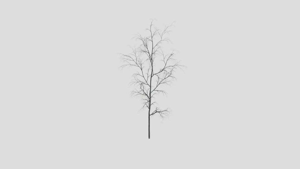 Slender Tree Himalayan Birch