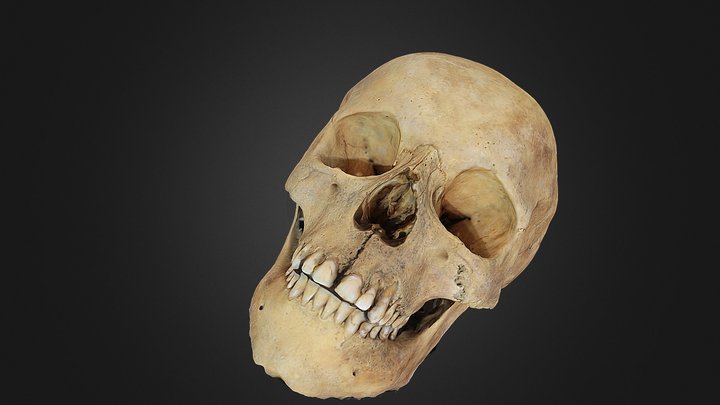 Skull 02 (version 2) – Free 3D Model STL