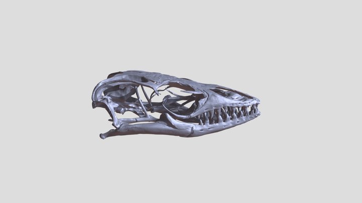 Skull of Varanus beccarii (Black tree monitor) 3D Model