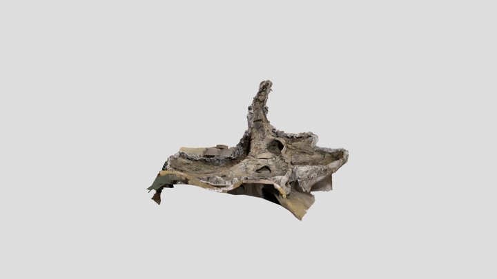 Triceratops Skull “X” 3D Model