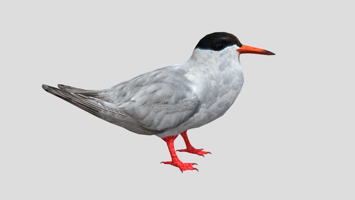 Common Tern 3D Model