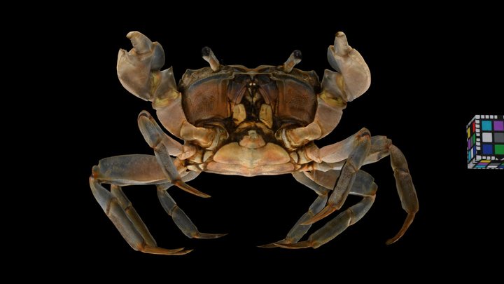 CC0 アシハラガニ 🦀 ♀ Mud Crab, Helice tridens