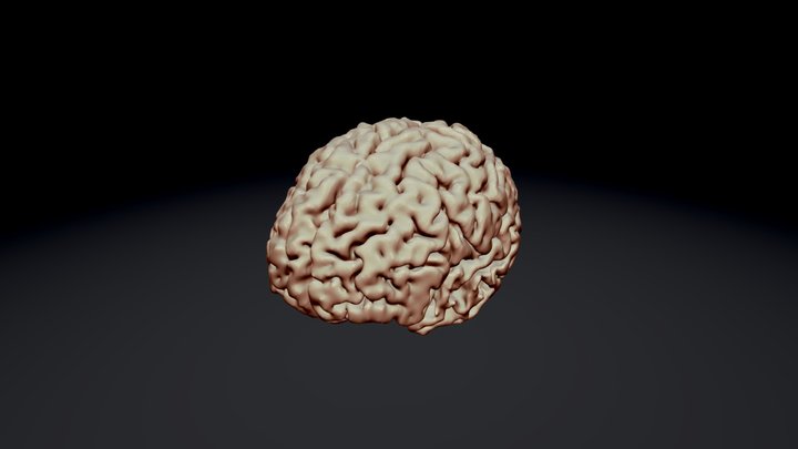 My Brain (MRI) 3D Model